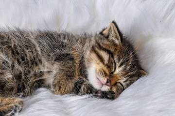 small gray
 kitty