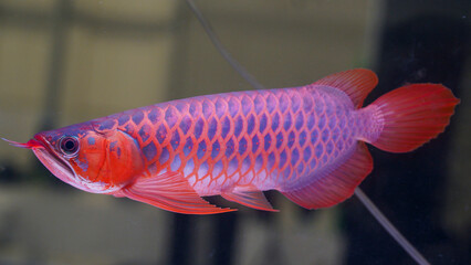 Super red arowana