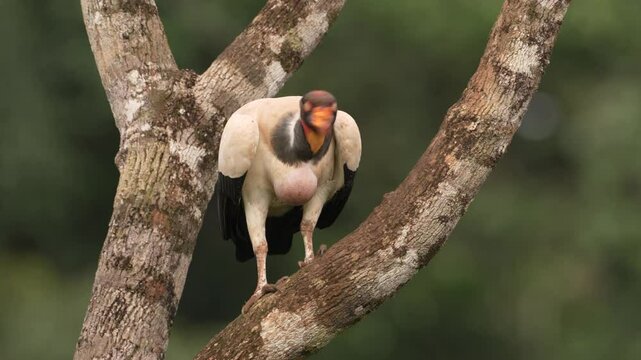 King vulture, Sarcoramphus papa, with carcas and black vultures. Red head bird, forest in the background. Wildlife scene from tropical nature. Condors and dead cow. Animal feeding behaviour.
