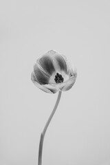 Minimalistic Black and White Photograph of a Single Tulip with Slightly Open Bloom Against a Plain Background. Elegant and Timeless Floral Art