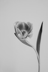 Black and white photograph of tulip with slightly open bloom. The monochromatic tones enhance the minimalistic and elegant style, creating a timeless and sophisticated visual