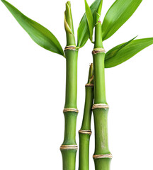 Obraz premium Lush Green Bamboo Stalks Surrounded by Vibrant Leaves Isolated on a Clean Background for Nature Themes