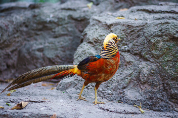 A stunning golden pheasant standing on rocky terrain, showcasing its vibrant feathers and elegant long tail. A rare and exotic bird symbolizing beauty, grace, and nature’s artistry.