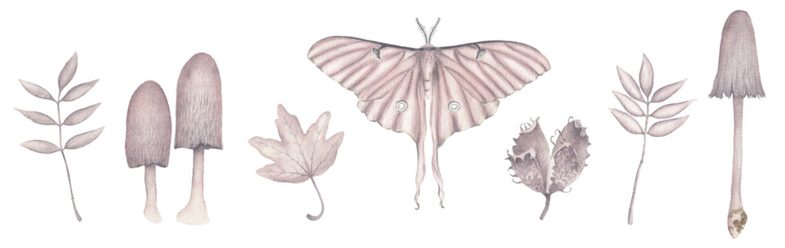 Botanical autumn inspired watercolour icons with moth, fungi, leafs and conker isolated on transparent background