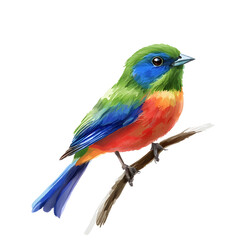 Obraz premium Painted Bunting with Dazzling Blue and Green