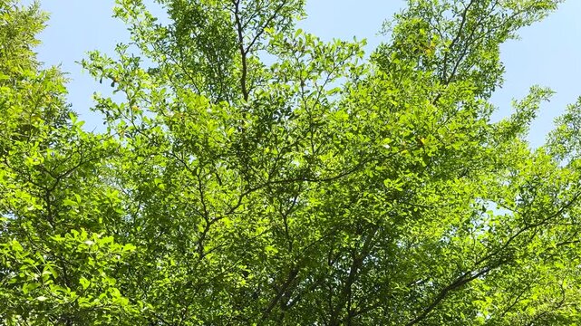 Ivory coast almond or Black afara tree with blue sky Green leaves in the garden 4k Video