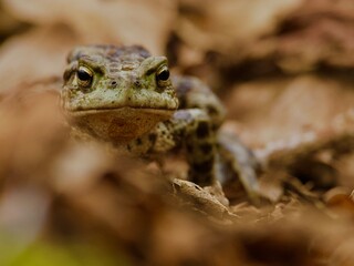 Common Toad Front View