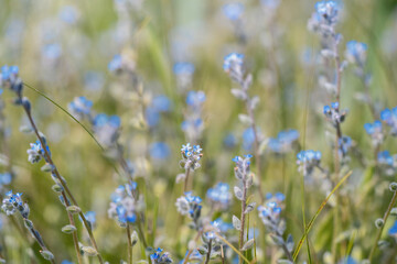 Myosotis Stricta.Strict forget-me-not  and blue scorpion grass.