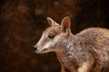 Entz&uuml;ckender Felsenbewohner. Ein Felsk&auml;nguru auf Magnetic Island, Australien.