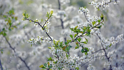 Twig of flowering blackthorn, Prunus spinosa, in spring. white flowers, natural floral background. delicate spring flowers, close-up. spring natural background, flowering tree
