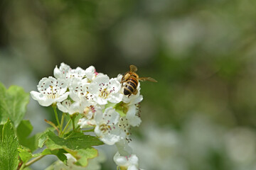 bee on a flowering tree. honey bees pollinating white blossoms of a pear tree, close up, macro shot...