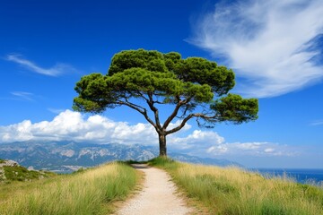 Fototapeta premium A photo of the Mediterranean landscape with low pines and tall grasses, with an open field path leading to some trees. The sky is blue with white clouds, and there's depth in perspective, giving