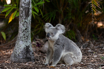Junger süsser Koala sitzt auf dem Boden.