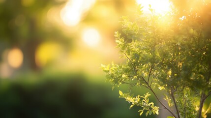 Fototapeta premium A blurred, defocused garden tree in a tranquil natural background, bathed in soft, golden light.