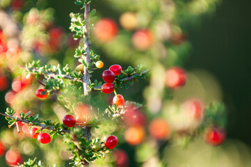 Piquillin, endemic wild fruits in the Pampas forest, Patagonia, Argentina