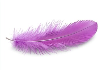 A purple feather, isolated on a white background, high-resolution photograph, studio lighting