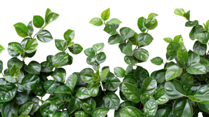 Lush green leaves creating natural border on transparent background