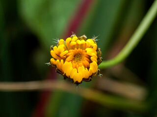 yellow flower on green background