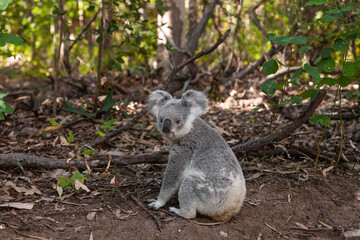Junger Koala sitzt auf dem Boden im Busch.