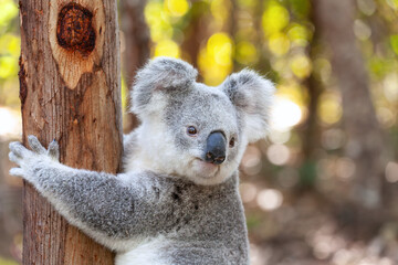 Süsser Koala am Baum klammernd.