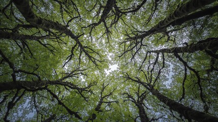 Fototapeta premium A verdant tapestry of lush green trees, their branches reaching towards the sky like welcoming arms, lined a narrow trail winding its way through the heart of the Drift Creek Falls, Oregon.
