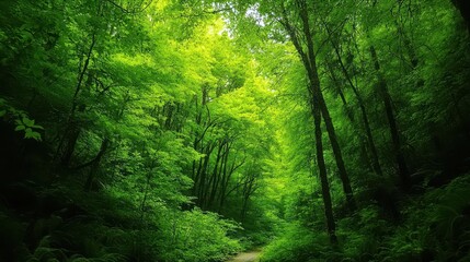 Obraz premium A verdant tapestry of lush green trees, their branches reaching towards the sky like welcoming arms, lined a narrow trail winding its way through the heart of the Drift Creek Falls, Oregon.