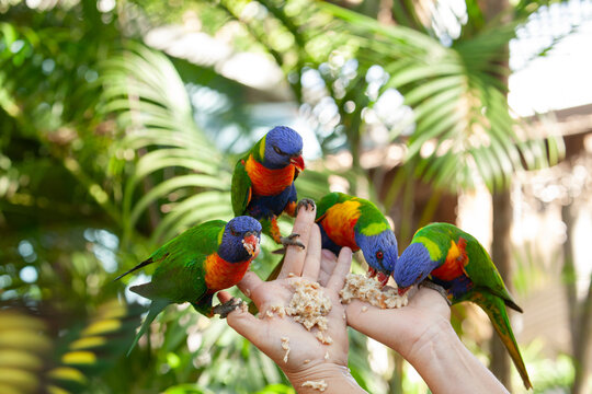 Lebhafte Vogelschar bei der F&uuml;tterung auf Magnetic Island in Australien.
