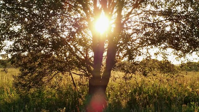 A huge number of different midges and flies that swarm over the grass in a field against the background of a large tree in the rays of the setting sun