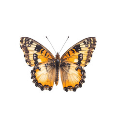 Fototapeta premium Realistic poplar admiral butterfly