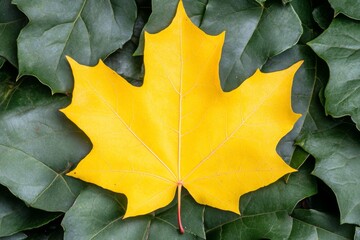 Fototapeta premium A yellow maple leaf lying on green leaves in the garden. A photo of an autumn tree with one bright golden-red and glossy yellow-colored, very large maple leaf resting on dark-green ivy plants