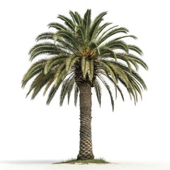 palm tree isolated on white