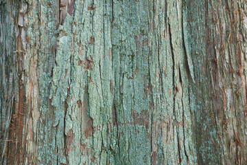 メタセコイヤの幹の模様・自然素材の背景（背景テクスチャーシリーズ）