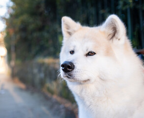 Head portrait of an Akita Inu purebred dog standing against a lush green park backdrop, showcasing its majestic size and thick coat. She is young, clean and healthy