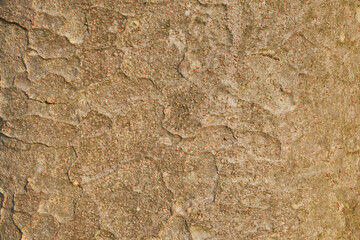 ケヤキの幹の模様・自然素材の背景（背景テクスチャーシリーズ）