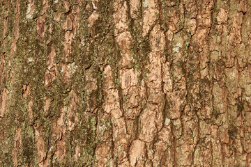 苔の生えたクスノキの幹の模様・自然素材の背景（背景テクスチャーシリーズ）