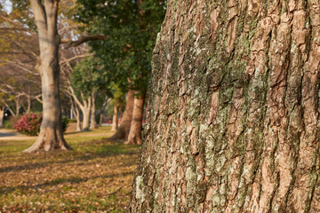 苔の生えたクスノキの樹皮のクローズアップ