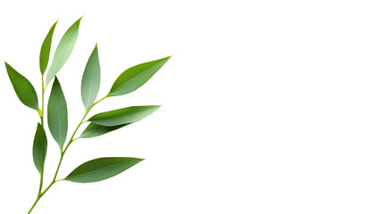 bamboo leaves isolated on white background