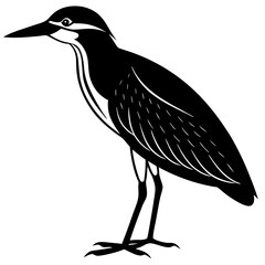 black crowned night heron