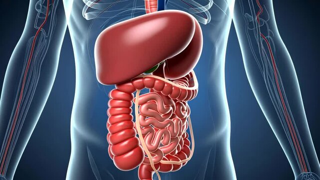 Detailed slow motion visualization of human digestive system anatomy.