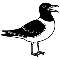 black and white bird