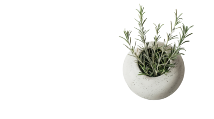 Fresh rosemary growing in modern white pot with transparent background
