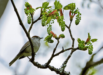 blue tit on branch of tree in spring