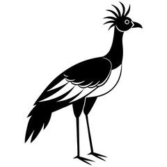 black and white bird