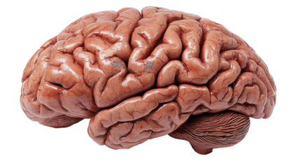 The Human Brain: An intricately detailed image of the human brain, showcasing its complex structure and biological essence.