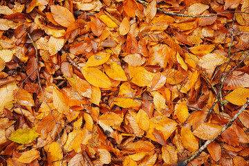 Wet yellow fallen autumn leaves covering the ground. Walks in the autumn park. background and texture.