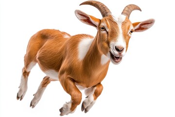 Fototapeta premium Cute brown goat jumping, isolated on a white background, high-quality photograph