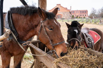 Obraz premium Two horses eating hay from a wooden trough in a rustic countryside setting. One horse is harnessed for work, while the other, a smaller horse or pony, is saddled with a red quilted pad. 