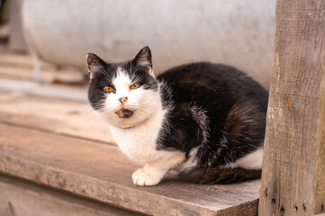 black and white village cat sitting on a wooden threshold