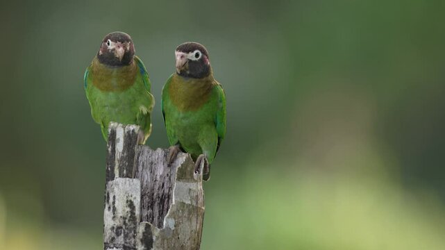 Tropic bird Brown-hooded Parrot, Pionopsitta haematotis, Mexico, green pair parrot with brown head. Detail close-up portrait of two bird from Central America. Wildlife love scene from tropical nature