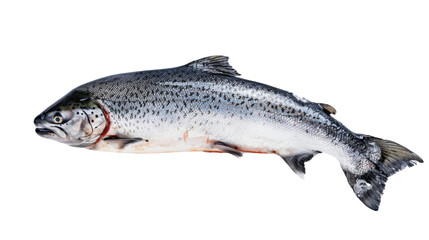 Obraz premium Fresh silver salmon isolated on transparent background